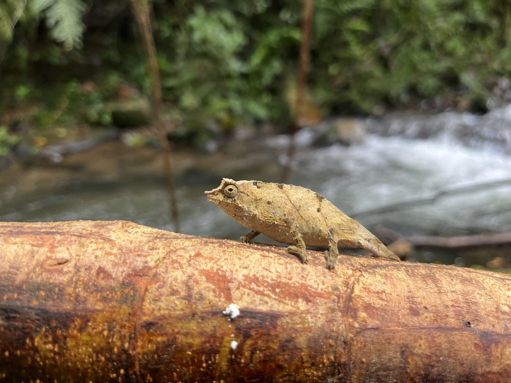 CHAMELEON